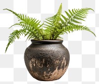 PNG Plant fern houseplant terracotta. 