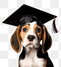 PNG Graduation puppy beagle animal. 