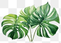 PNG Plant leaf xanthosoma freshness. 