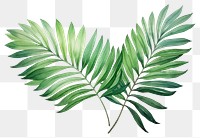 PNG Plant leaf fern tree.