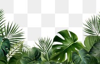 PNG Plant backgrounds vegetation outdoors