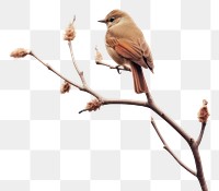 PNG Bird branch animal tree. AI generated Image by rawpixel.
