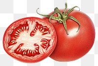 PNG Tomato vegetable plant food. 