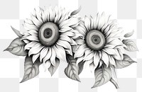 PNG Sunflower drawing sketch plant. AI generated Image by rawpixel.