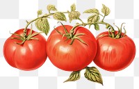 PNG Tomato vegetable fruit plant. 