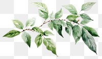 PNG Plant leaf tree transparent background.