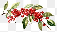 PNG Plant cherry fruit transparent background. 