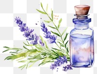 PNG Lavender flower bottle plant. 