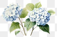 PNG Hydrangea flower plant transparent background