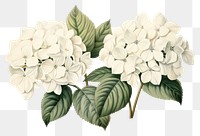 PNG Hydrangea flower plant transparent background