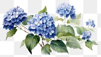 PNG Hydrangea flower plant leaf transparent background