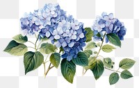 PNG Hydrangea flower plant lilac transparent background