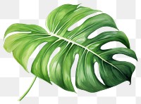 PNG Leaf plant white background xanthosoma. 