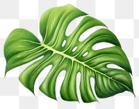 PNG Leaf plant white background freshness. 