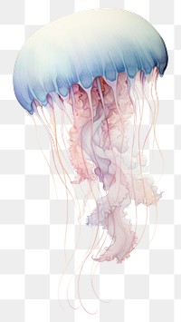 PNG Jellyfish animal invertebrate transparent background