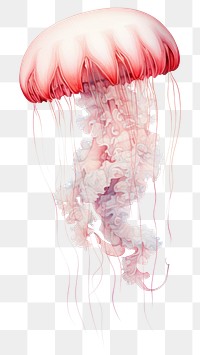 PNG Jellyfish animal invertebrate transparent background
