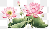 PNG Flower plant lily pink. AI generated Image by rawpixel.