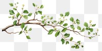 PNG Branch plant leaf tree