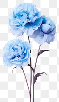 PNG Flower plant rose blue. 