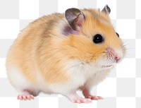 PNG Hamster portrait rodent animal transparent background