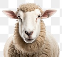 PNG Sheep livestock portrait animal transparent background