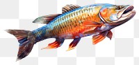 PNG Fish drawing animal carp. 