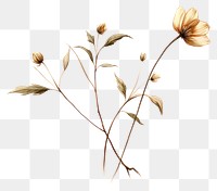 PNG Flower sketch plant inflorescence. AI generated Image by rawpixel.