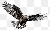 PNG Flying buzzard vulture animal