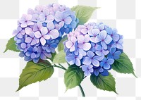 PNG Hydrangea flower plant lilac transparent background