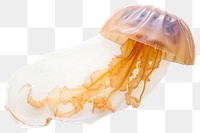 PNG Jellyfish animal invertebrate transparent background