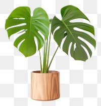 PNG Plant table leaf wood transparent background