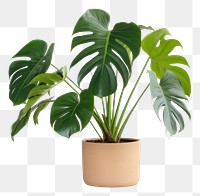 PNG Plant table leaf houseplant transparent background