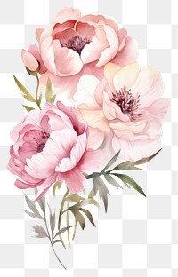 PNG Flower plant rose transparent background