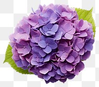 PNG Hydrangea flower petal lilac transparent background