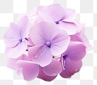 PNG Hydrangea blossom flower petal transparent background