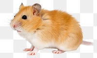 PNG Hamster rodent animal mammal transparent background