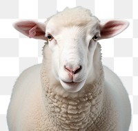 PNG Sheep livestock animal mammal transparent background