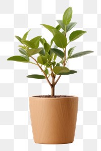 PNG Plant bonsai table leaf. AI generated Image by rawpixel.