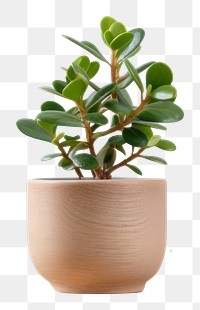 PNG Bonsai plant leaf vase. 