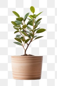 PNG Plant leaf wood pot. AI generated Image by rawpixel.