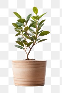 PNG Plant leaf wood pot. 