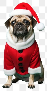 PNG Dog christmas portrait mammal transparent background