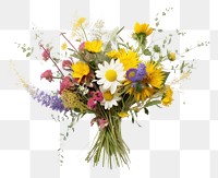 PNG Flower plant daisy transparent background