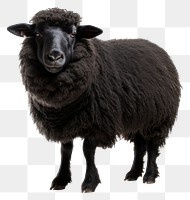 PNG Sheep livestock animal mammal transparent background