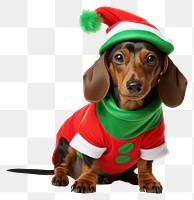 PNG Dachshund christmas mammal animal. AI generated Image by rawpixel.