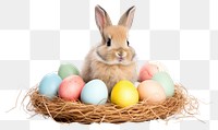 PNG Rodent animal mammal easter transparent background