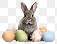 PNG Animal mammal rodent easter transparent background