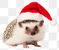 PNG Hedgehog christmas animal mammal. AI generated Image by rawpixel.