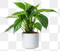 PNG Plant houseplant leaf freshness transparent background