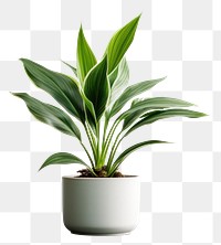 PNG Plant houseplant leaf freshness transparent background